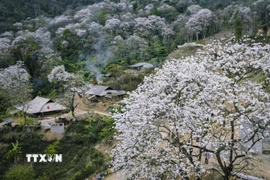 Thời điểm này, nhiều cây hoa ban đã trút hết lá chỉ còn hoa trắng muốt. (Ảnh: Xuân Tư/TTXVN)