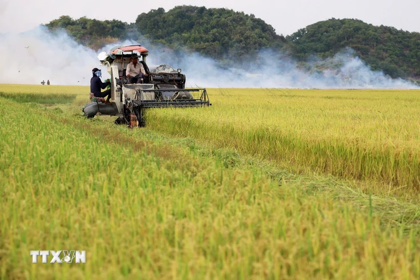 Thu hoạch lúa gạo ở xã An Nhơn, huyện Đạ Tẻh (tỉnh Lâm Đồng). (Ảnh: Hồng Đạt/TTXVN)