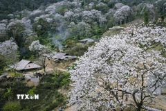 Thời điểm này, nhiều cây hoa ban đã trút hết lá chỉ còn hoa trắng muốt. (Ảnh: Xuân Tư/TTXVN)