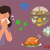 Bé gái 2 tuổi ở Campuchia tử vong do cúm gia cầm 2 Ảnh minh họa. (Nguồn: Vietnam+)