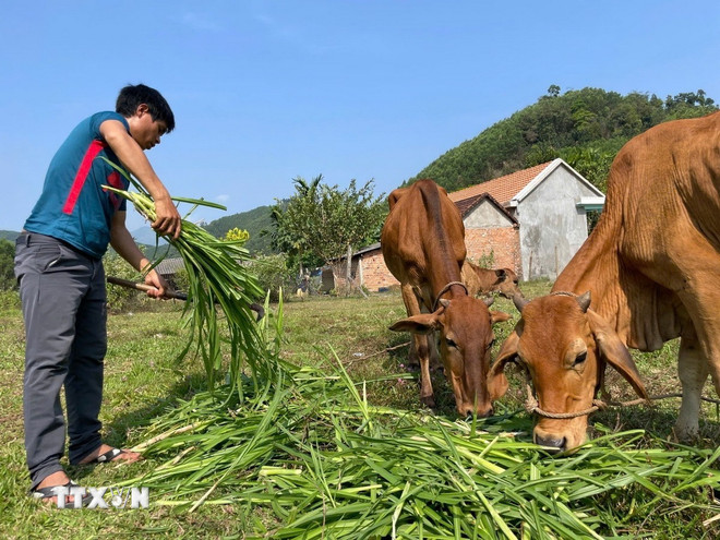 ttxvn-1403-quang-ngai-mien-nui-3.jpg