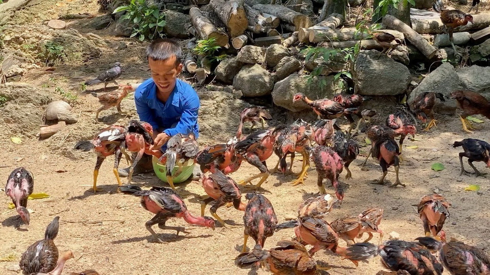 Anh Phan Quang Thái ở thôn Diên Niên, xã Tịnh Sơn, huyện Sơn Tịnh (Quảng Ngãi) bị nhiễm chất độc da cam từ cha nên mang trong mình căn bệnh đùn cột sống, khớp xương, chỉ cao 1m2, nặng 35kg. Học xong lớp 12, anh lập nghiệp bằng cách chăn nuôi gà, bò, trâu, mang lại thu nhập cho bản thân và gia đình. (Ảnh: TTXVN)