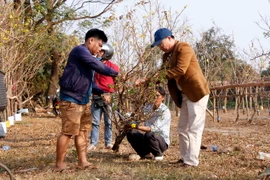 Anh Phương (đội mũ xanh) đã tìm được một càng mai ưng ý để đưa về Việt Nam. (Ảnh: Phạm Kiên/Vietnam+)