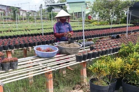 Nông dân thành phố Sa Đéc chuẩn bị hoa phục vụ Tết Nguyên đán Kỷ Hợi 2019. (Ảnh: Nguyễn Văn Trí/TTXVN)