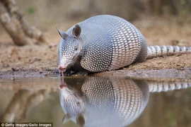 Một con tê tê armadillo. (Nguồn: Getty)