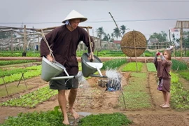 Du khách trải nghiệm tại làng rau Trà Quế, Hội An, tỉnh Quảng Nam. (Ảnh: TTXVN phát)