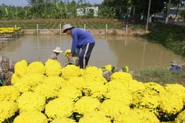 Bà con ở Làng hoa Sa Đéc thu hoạch cúc mâm xôi nở sớm. (Ảnh: Nguyễn Văn Trí/TTXVN)