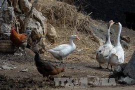 Gà và ngỗng thả tự do tại một gia đình ở Guiyang, tỉnh Quý Châu, Trung Quốc ngày 20/2. (Nguồn: AFP/TTXVN)