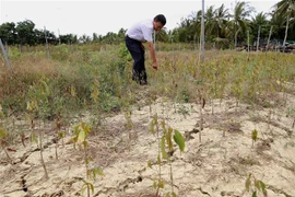 Tỉnh Bến Tre có khoảng 20.000ha cây ăn trái, 72.000ha dừa và hơn 1.000ha cây giống, hoa kiểng, khoảng 720ha diện tích nuôi thủy sản có nguy cơ bị ảnh hưởng do hạn mặn. (Ảnh: Vũ Sinh/TTXVN)