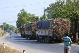 Một “cò canh đường” đang gọi báo động cho các tài xế xe chở mía trên đường Trần Văn Trà (địa phận xã Bình Minh, thành phố Tây Ninh ). (Ảnh: Thanh Tân/TTXVN)