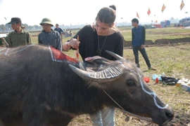 Du khách nước ngoài tham gia thi vẽ, trang trí trên mình trâu. (Ảnh: Nguyễn thị Chinh/TTXVN)