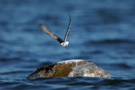 Xác rùa ngoài khơi bờ biển Los Cobanos, El Sanvador. (Nguồn: AFP/TTXVN) 