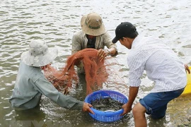 Thu hoạch tôm. (Ảnh minh họa. Nguồn: TTXVN)