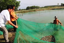  Mô hình nuôi cá chạch quế tại xã Thanh Điền, huyện Châu Thành, Tây Ninh. (Ảnh: Lê Đức Hoảnh/TTXVN)