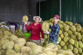 Khánh Hòa: Thu hoạch sầu riêng vào chính vụ, giá bất ngờ ''lập đỉnh''