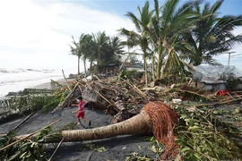 Cây cối gãy đổ do bão Rai tại thị trấn Dulag, tỉnh Leyte, Philippines ngày 17/12/2021. (Ảnh: AFP/TTXVN) 