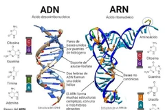 Hình minh họa ADN và ARN. (Nguồn: ecosistemas)