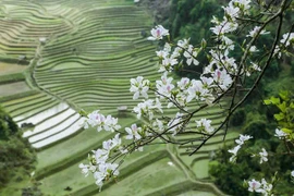 Hoa Ban, loài hoa mang bản sắc của Tây Bắc nói chung và Điện Biên nói riêng. (Ảnh: CTV/Vietnam+)