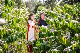 Hai đại sứ của mùa lễ hội càphê năm nay. (Ảnh: CTV/Vietnam+)